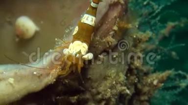 伦贝海峡海葵上的海葵虾仁和海葵虾仁